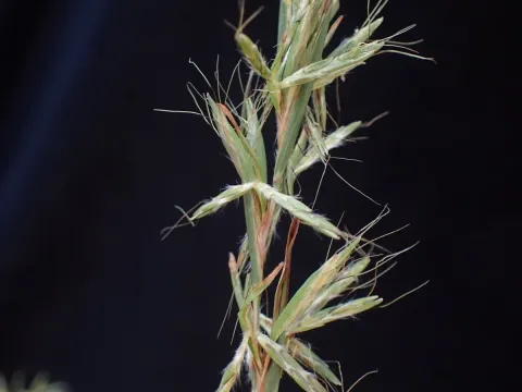 Cymbopogon caesius