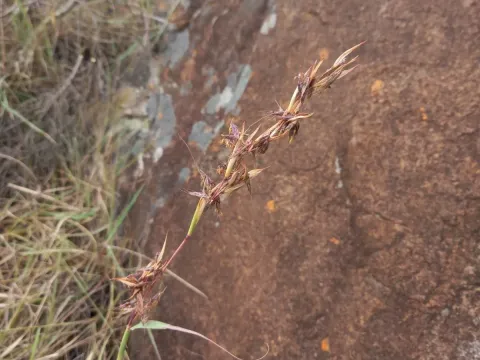 Cymbopogon marginatus