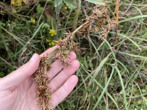 Citronella