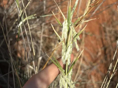 Silky oilgrass