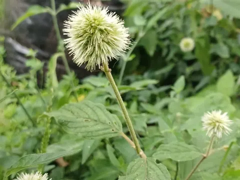 Cyathula uncinulata