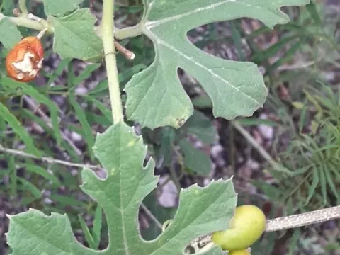 Cayaponia