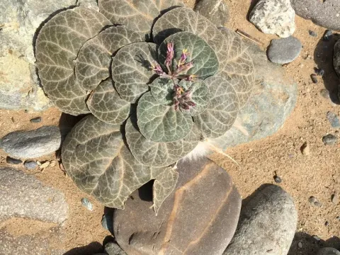 Cynanchum