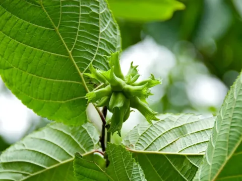 Chinese hazel