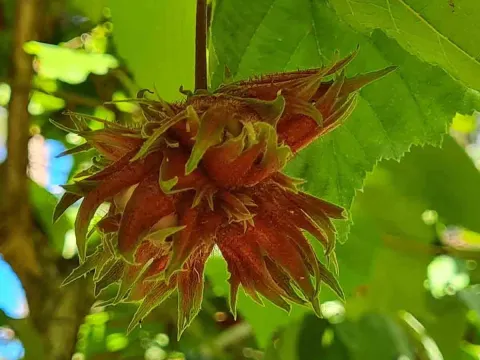 Turkish hazel
