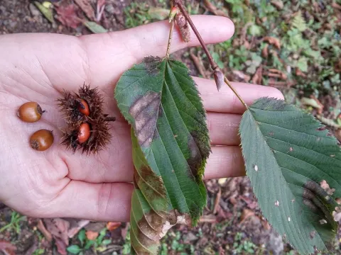 Himalayan hazel