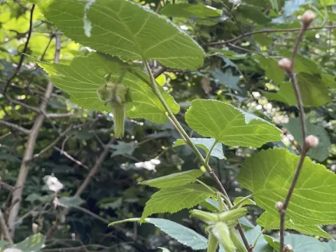 Siebold's hazel
