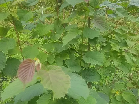 Tibetan hazel