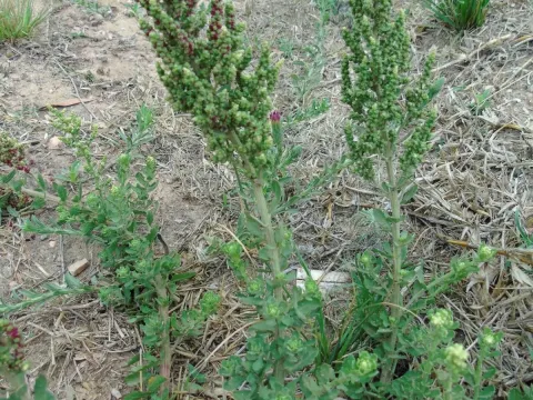 Cycloloma