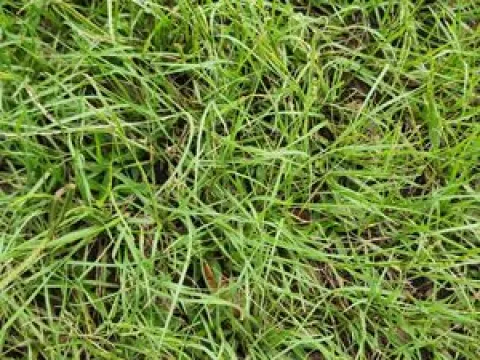 Ethiopian couch grass