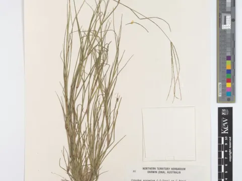 Cynodon arcuatus