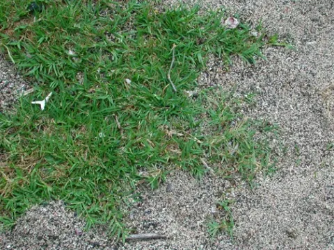 Hairy couch grass