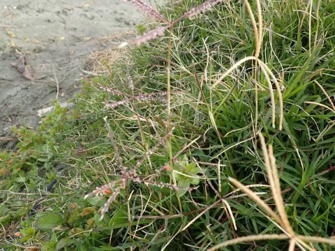 Bermuda grass