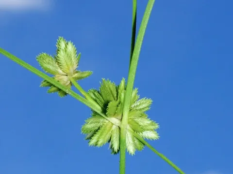 Tapertip flatsedge