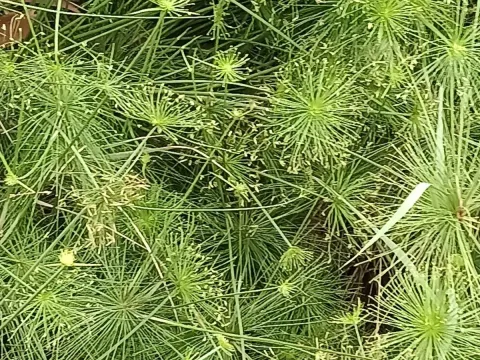 Циперус розлогий