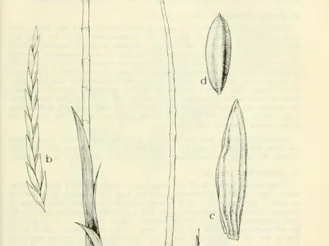 Jointed flatsedge