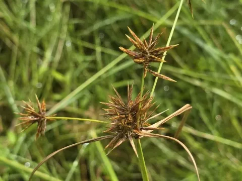 Dense-headed sedge