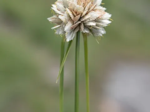 Snowy flatsedge