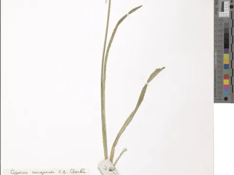 Сыть конголезская