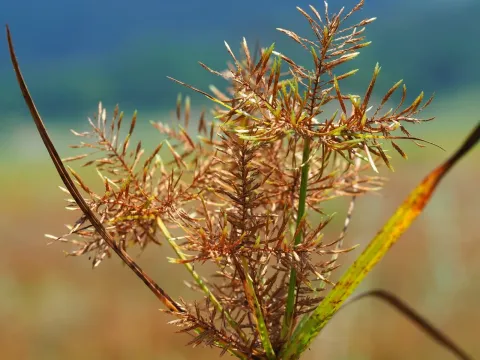 Сыть пальчатая
