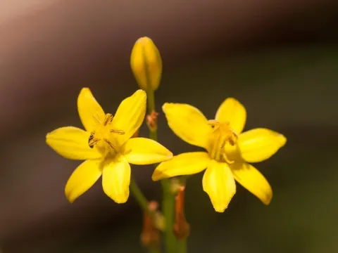 Бульбіна
