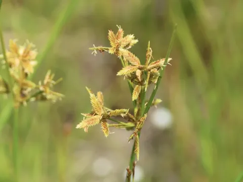 Toothed flatsedge