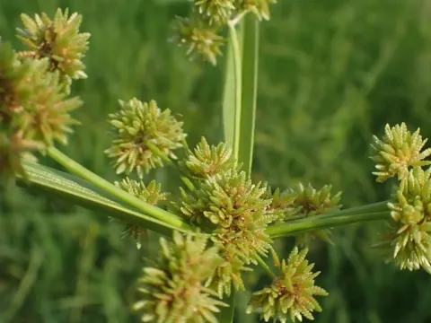 Smallflower umbrella sedge
