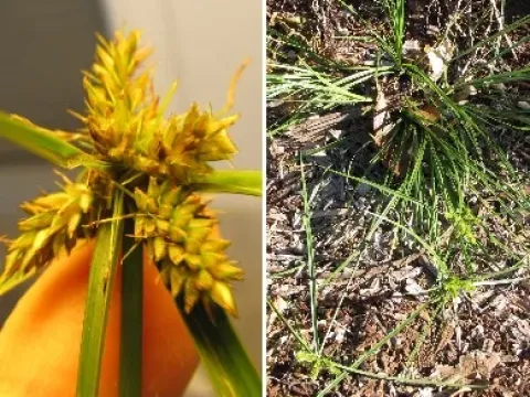 Yellow flatsedge