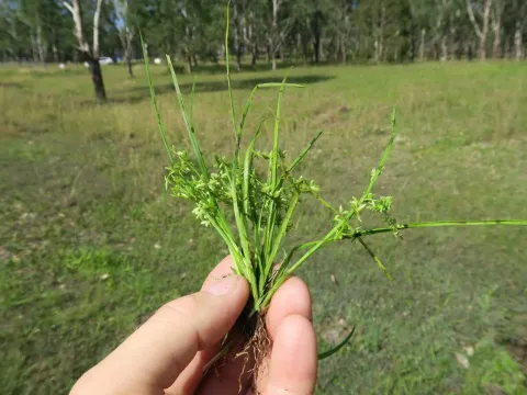 Сыть вялая