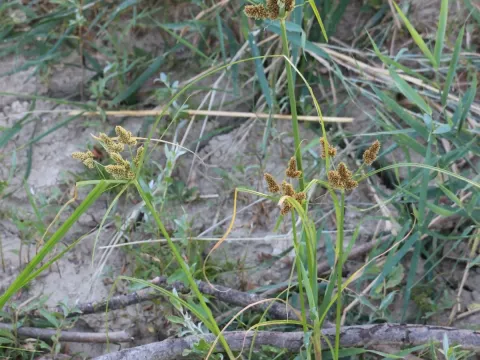 Clustered flatsedge