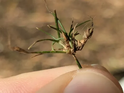 Slender umbrella sedge
