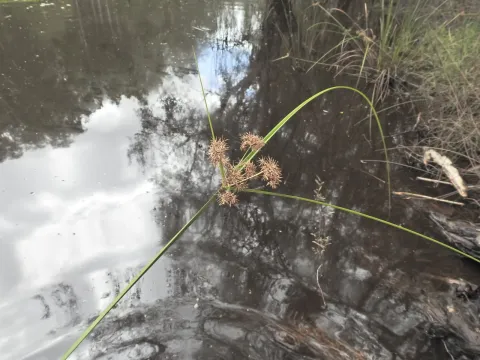 Сыть Ганна