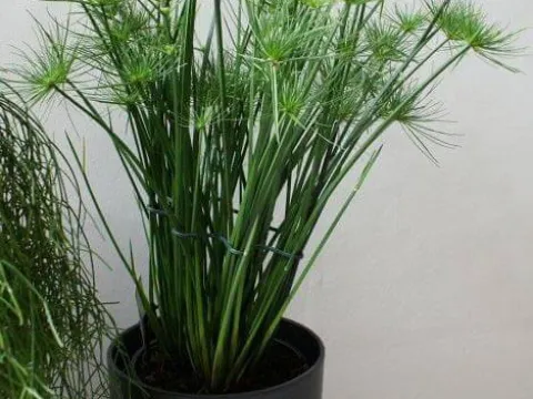 Harla Flatsedge