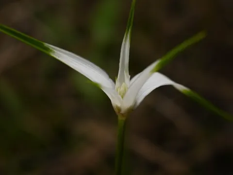 Cyperus kyllingia