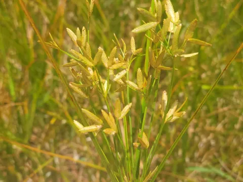 Leconte's flatsedge