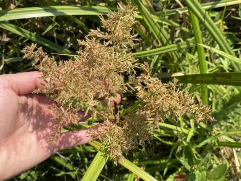 Broadleaf flatsedge