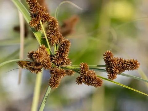 Jointed flatsedge