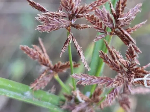 Galingale