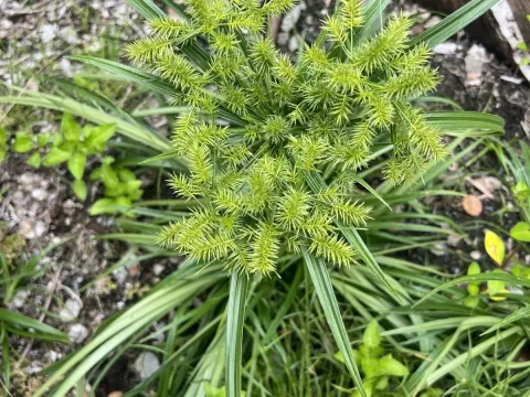 Cyperus meyenianus