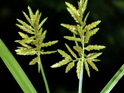 Cyperus microiria