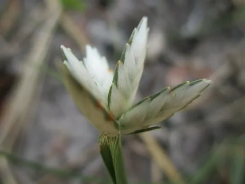 Pearl sedge