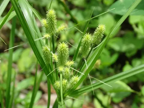 Cyperus mutisii