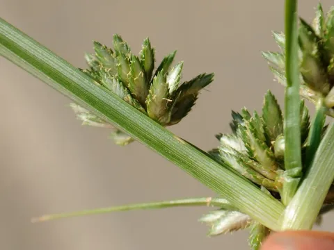 Cyperus nipponicus
