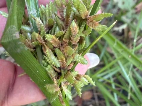 Cyperus ochraceus