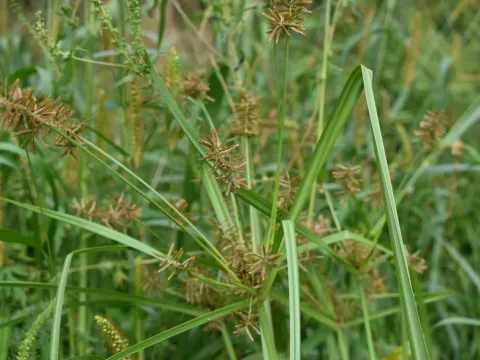 Сыть усечённая