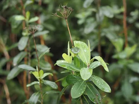 Shrubby hare's ear