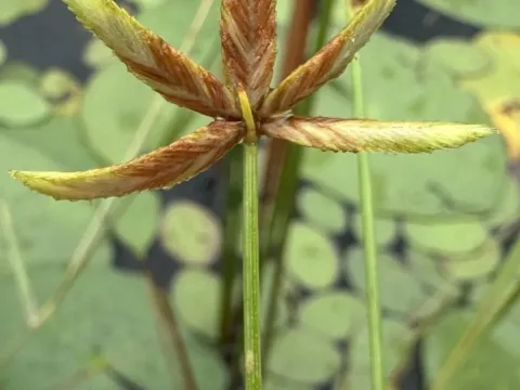 Pectinate flatsedge