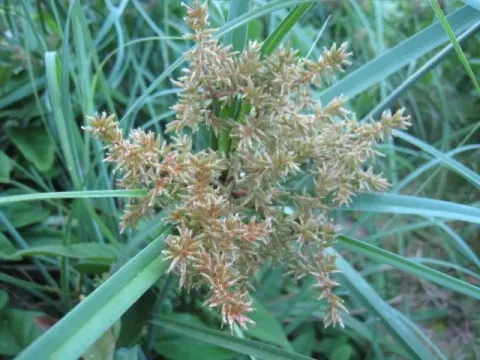 Cyperus pennatus