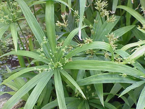 Cyperus procerus