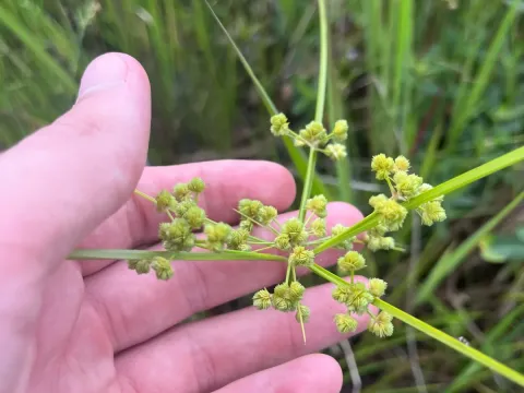 Cyperus pseudovegetus